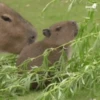 Capibara 1 MOV 26