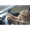 VideoCats 23