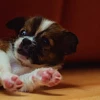 SleepenDogs 29