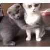Cute Kitty pack 26