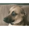 VideoCats 24