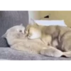 Cute Kitty pack 27