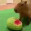 Capibara 1 MOV 27
