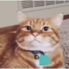 VideoCats 25