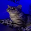 Ignacio Video Steal Pack 29
