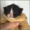 VideoCats 27