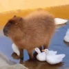 Capibara 1 MOV 28