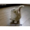 VideoCats 28