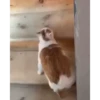 VideoCats 29