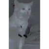 Cute Kitty pack 28