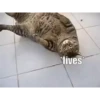 VideoCats 30