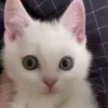 Kitties2 29