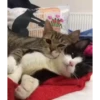 Cats @homescreen_ua :: @fStikBot 30
