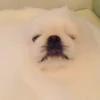 SleepenDogs 30