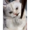 meow😺 22