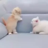 Animals 4 5