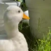 Animals 4 7