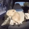 Capibara 2 MOV 5