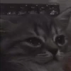 Cats  @stckrRobot 5