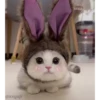 Cute kitty 🐱 ❤💕 5