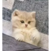 Cute kitty 🐱 ❤💕 6