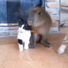 Capibara 2 MOV 6