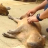 Capibara 2 MOV 7