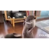 OTTERS 5