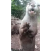 OTTERS 7