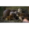 OTTERS 8