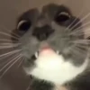 Kittens 6