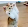 Cute kitty 🐱 ❤💕 7