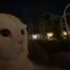 Animals 4 9