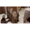 OTTERS 9