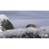 OTTERS 10