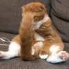 Animals 4 10