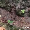 OTTERS 11