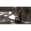 OTTERS 12