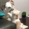 Animals 4 11