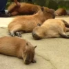 Capibara 2 MOV 11