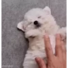 Cute kitty 🐱 ❤💕 10