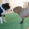 Capibara 2 MOV 12