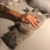 Animals 4 13