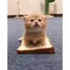 Cats  @stckrRobot 10