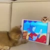 Animals 4 14