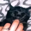 My favorite cats 8