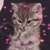 Cute kitty 🐱 ❤💕 12