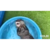 OTTERS 14