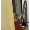 Cute kitty 🐱 ❤💕 13