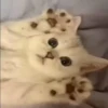 Cats  @stckrRobot 12
